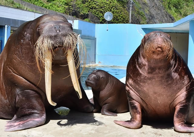 walrus family